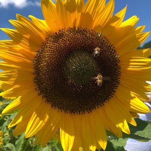 Meet your Posher, Rebecca